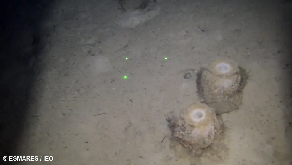 Grabación del campo de esponjas profundas halladas frente a la Bahía de Santander