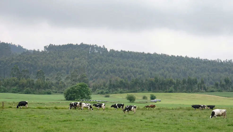 Ganadería en Cantabria