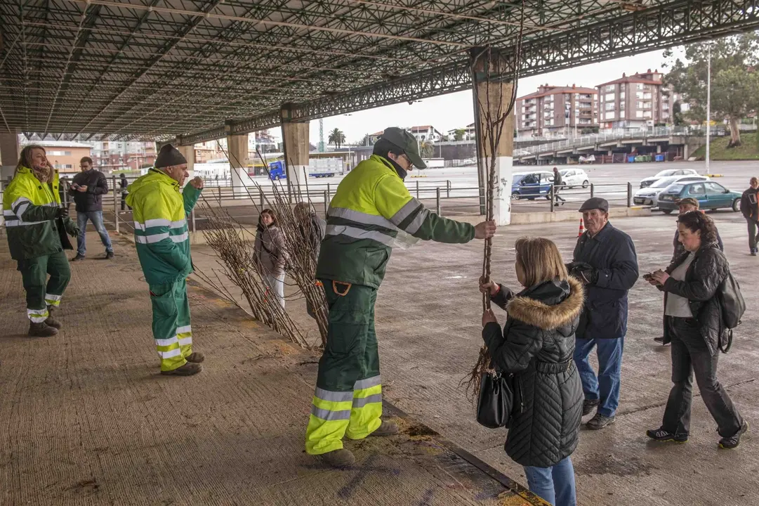 La campaña del árbol de Torrelavega finaliza con el reparto de más de 2.100 ejemplares