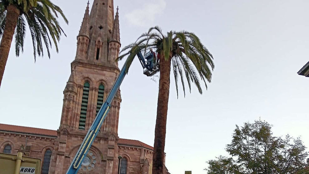 Palmeras afectadas por picudo rojo en la Iglesia de La Asunción de Torrelavega