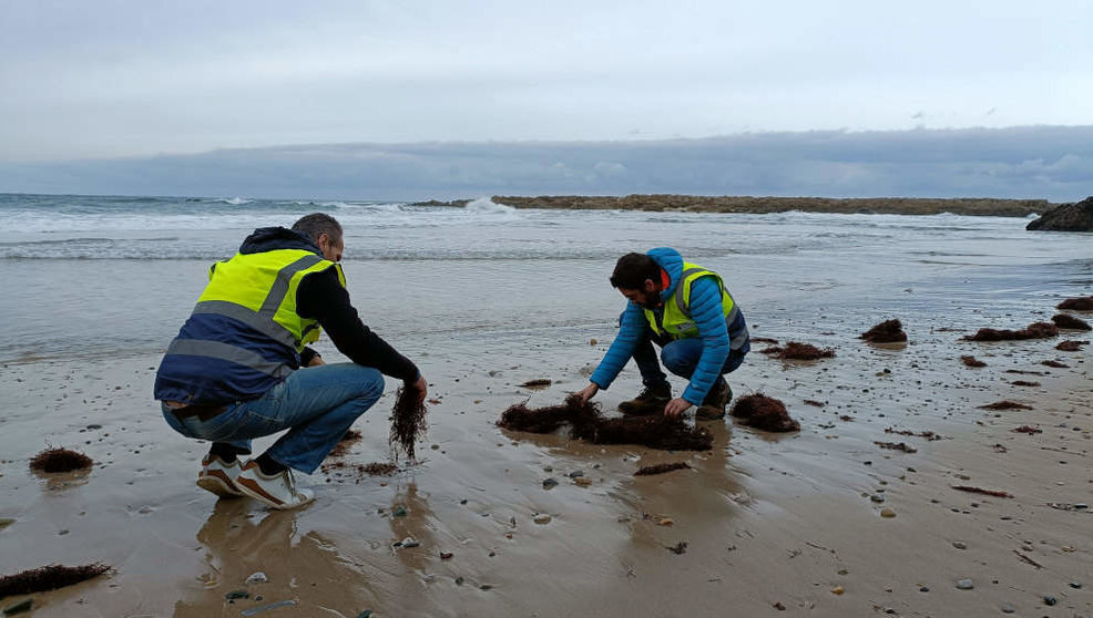 Técnicos rastreando la playa de Pechón para comprobar la presencia de pellets