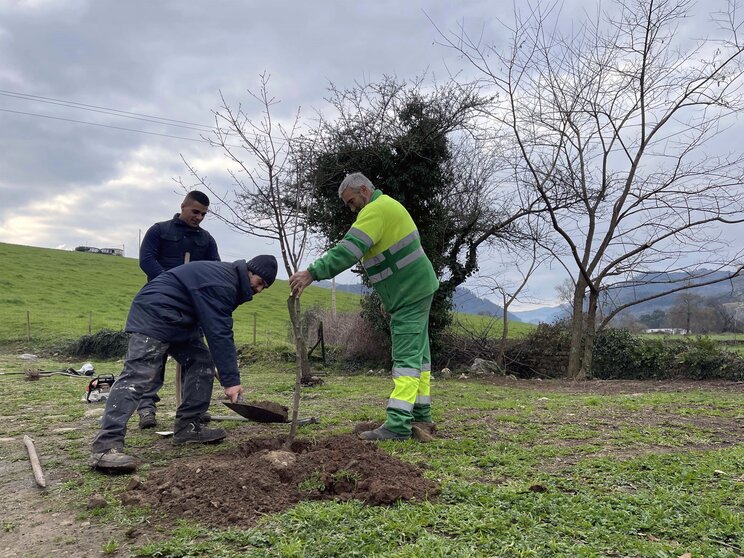 Operarios municipales plantan un cerezo en Santiago de Cartes