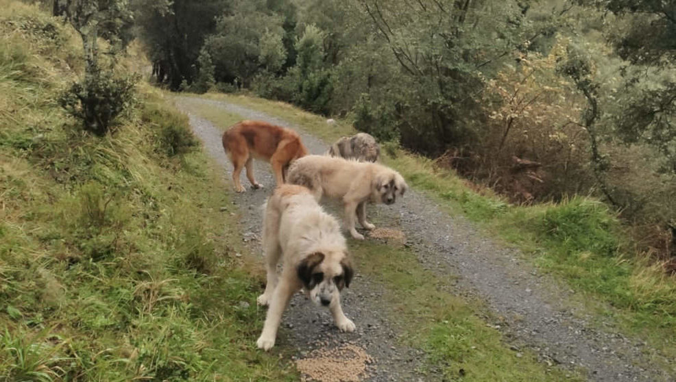 Perros del ganadero cántabro que ha denunciado a una tiktoker de la región por robarle un mastín cuando cuidaba de sus cabras en el monte, en Arredondo