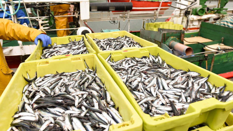 Anchoa del Cantábrico con certificación MSC