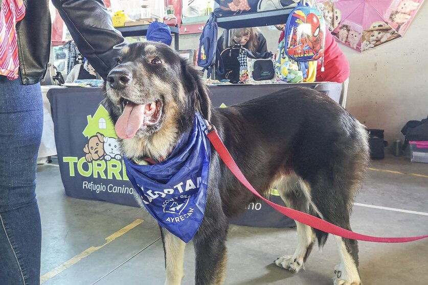 Feria de adopción responsable de Torrelavega. Foto| Archivo