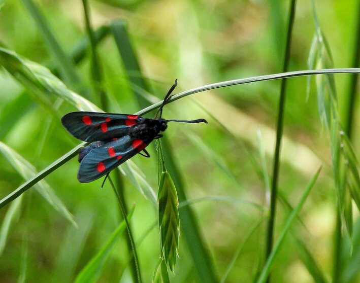 Mariposa