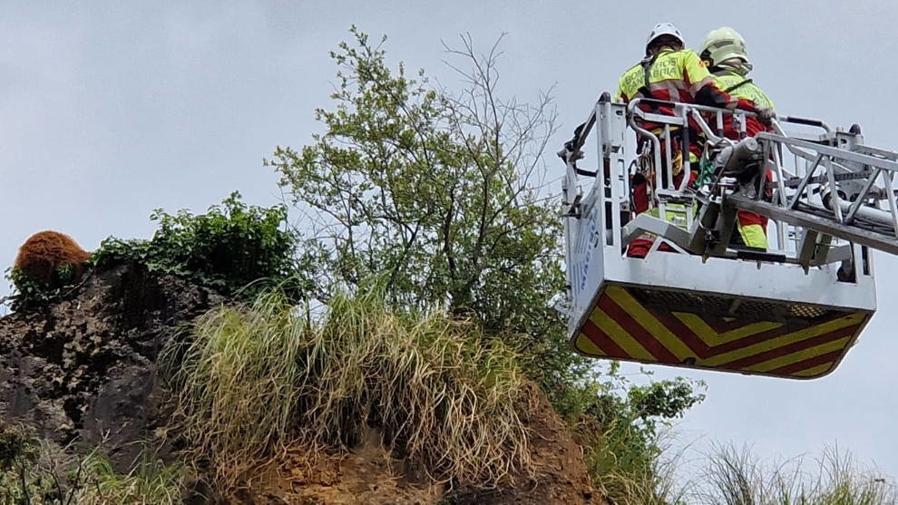 Rescate de un oso en Cabárceno