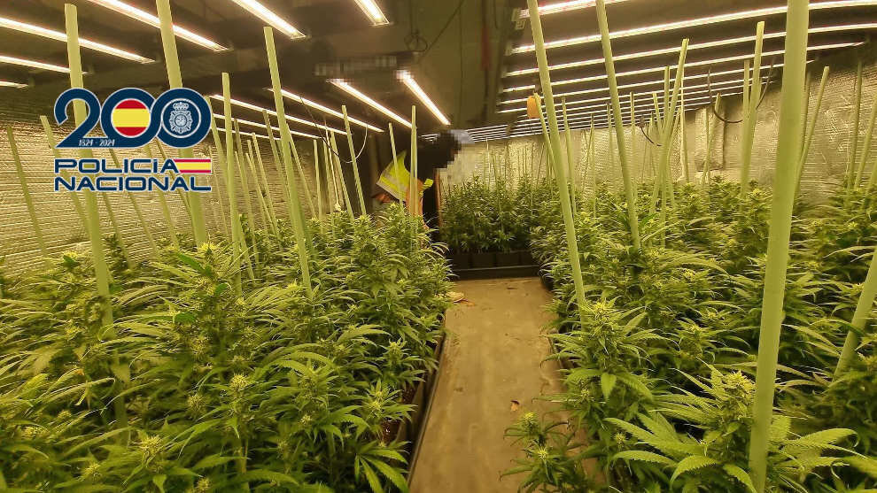 Plantación indoor de marihuana