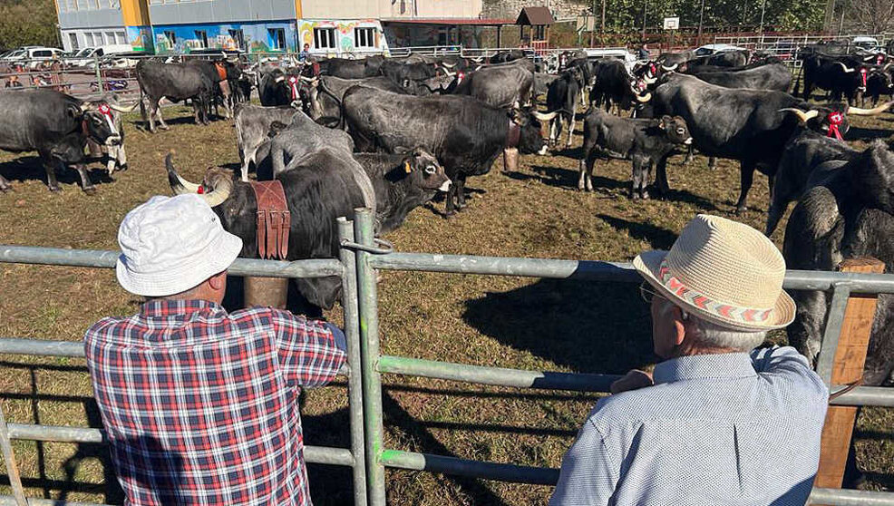 Feria ganadera en Cantabria