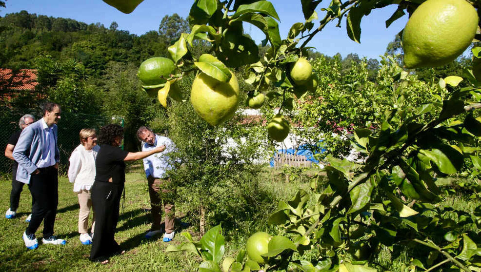 El consejero Pablo Palencia y el alcalde de Alfoz de Lloredo, Enrique Bretones, visitan una plantación de limones en Novales