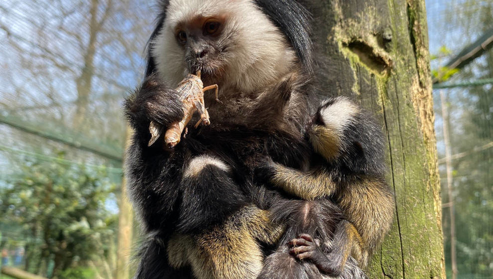 Hembra de tití de Geoffroy con tres crías que acaban de nacer en el Zoo de Santillana