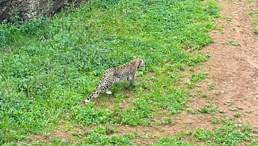 Leopardo persa Cabárceno