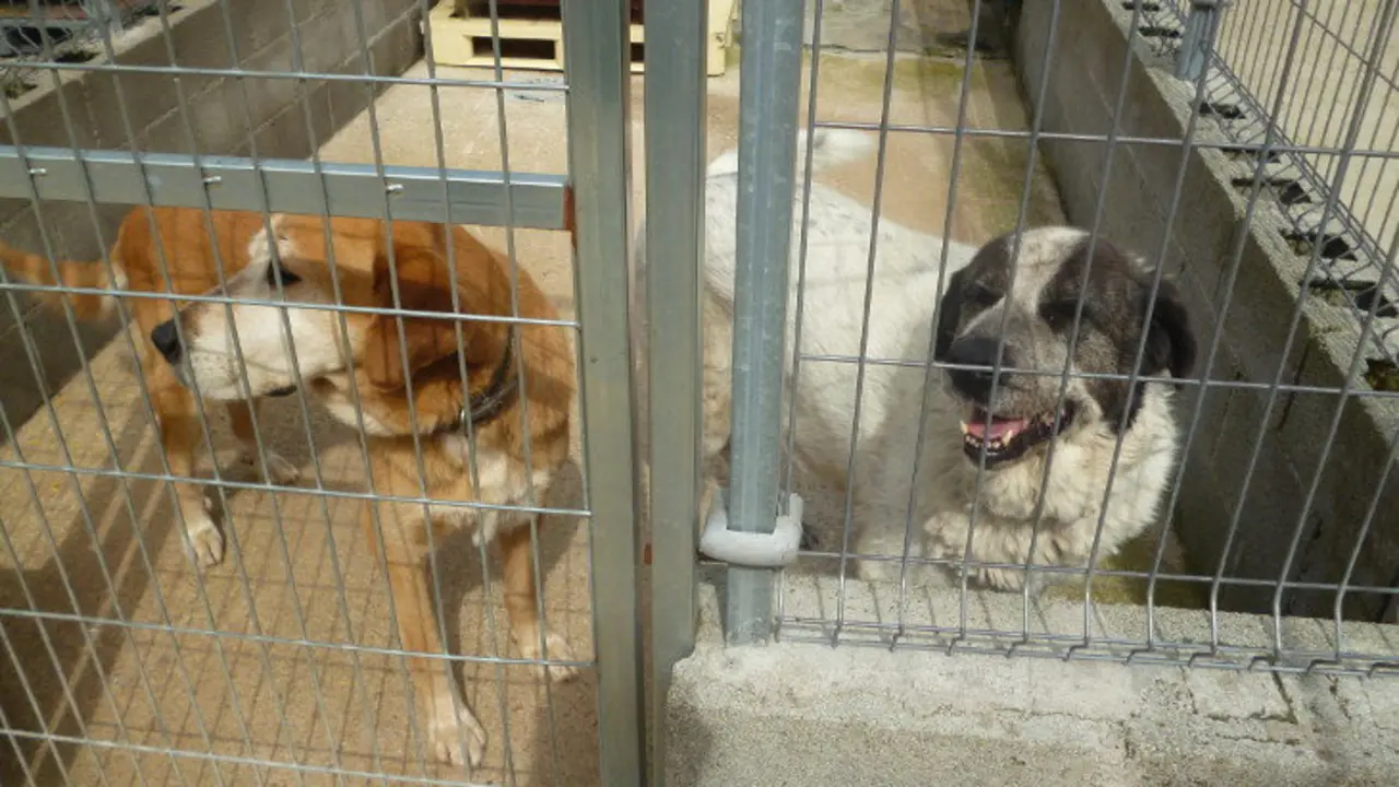 Algunos de los perros comparten espacio dentro de la perrera