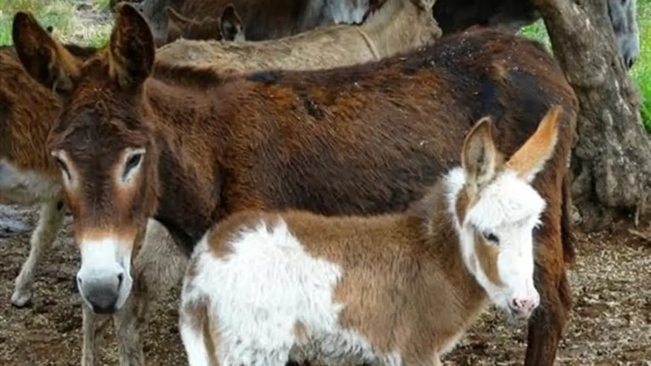 ACPT considera que la carrera de burros y la publicidad en torno al maltrato explícito, son un error