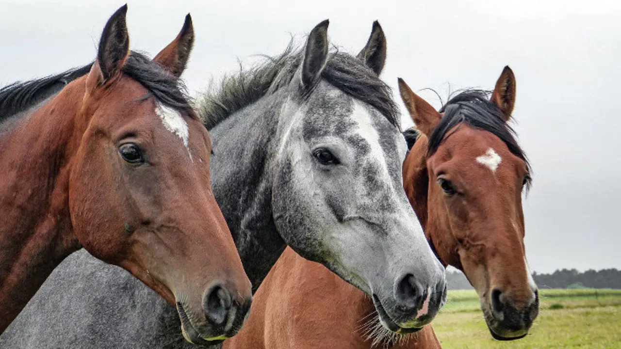 La víctima fue arrastrada por uno de los caballos que la empresa utilizaba para dar paseos