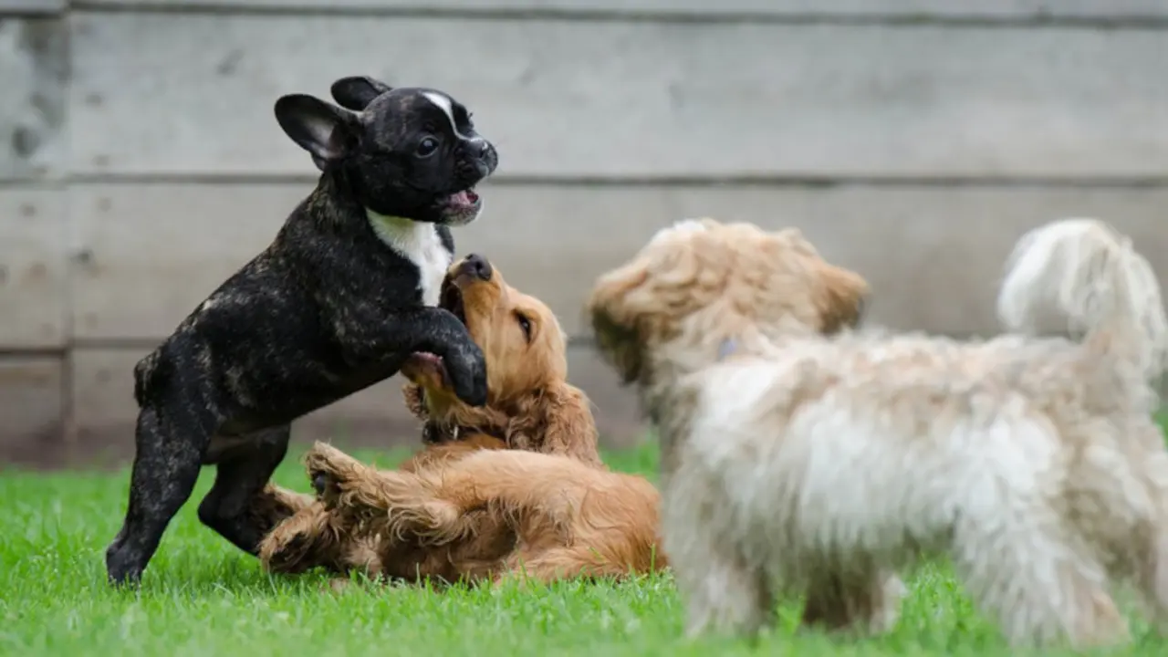 Perros jugando