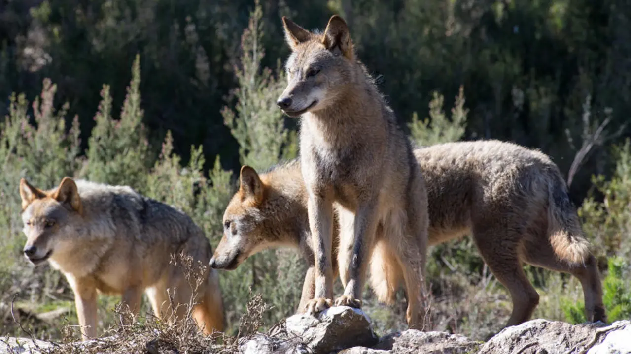 Lobos ibéricos