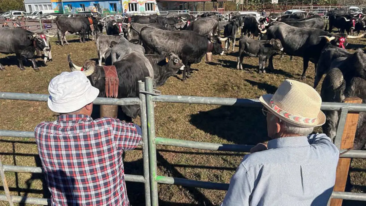 Feria ganadera en Cantabria