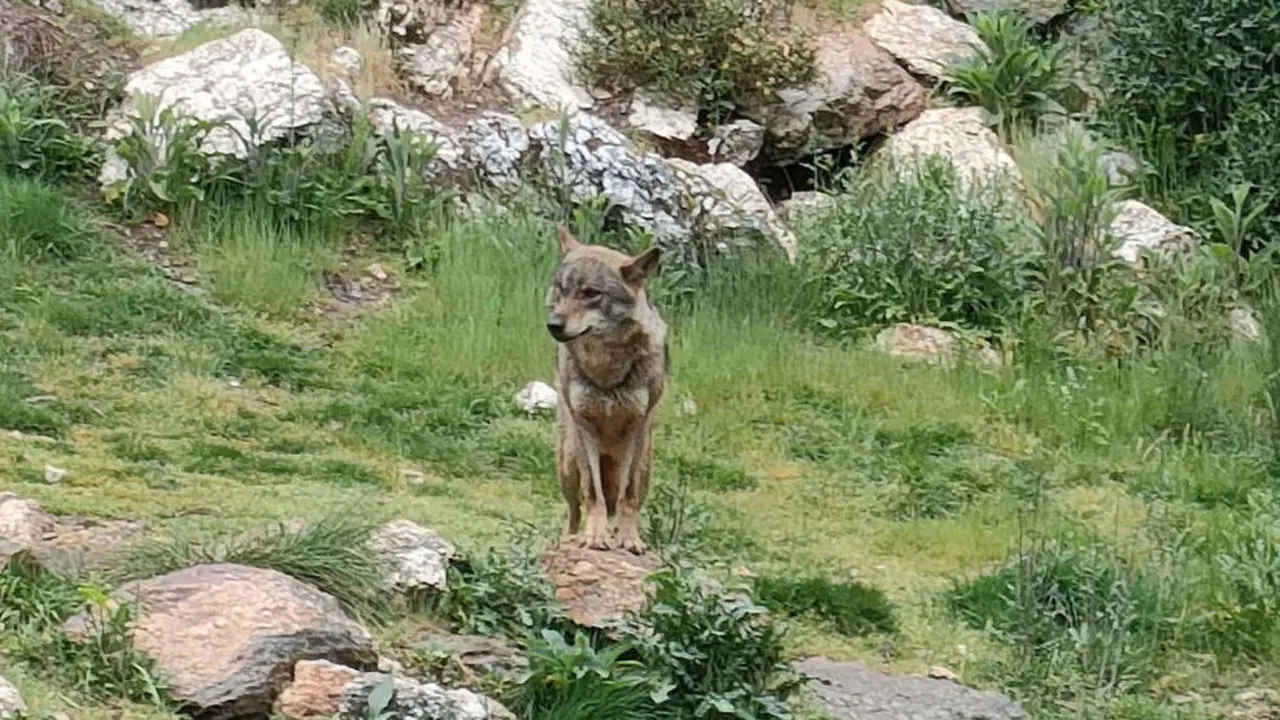 Cantabria insistirá ante el Estado sobre la grave problemática que supone el lobo en la región