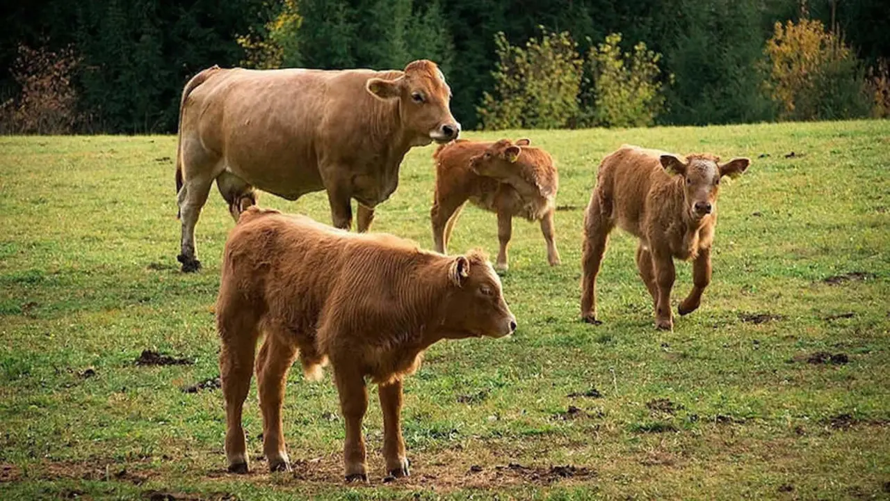 Vacas en Cantabria