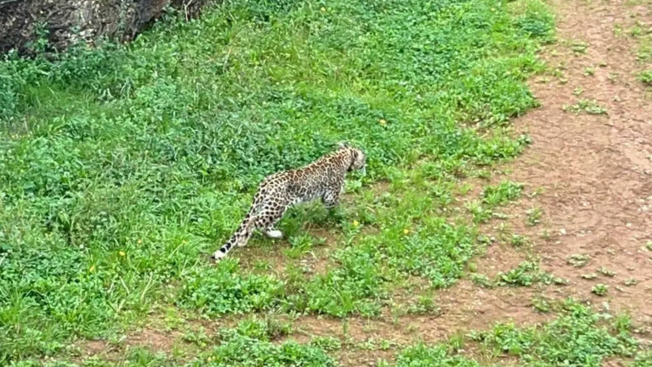 Leopardo persa Cabárceno