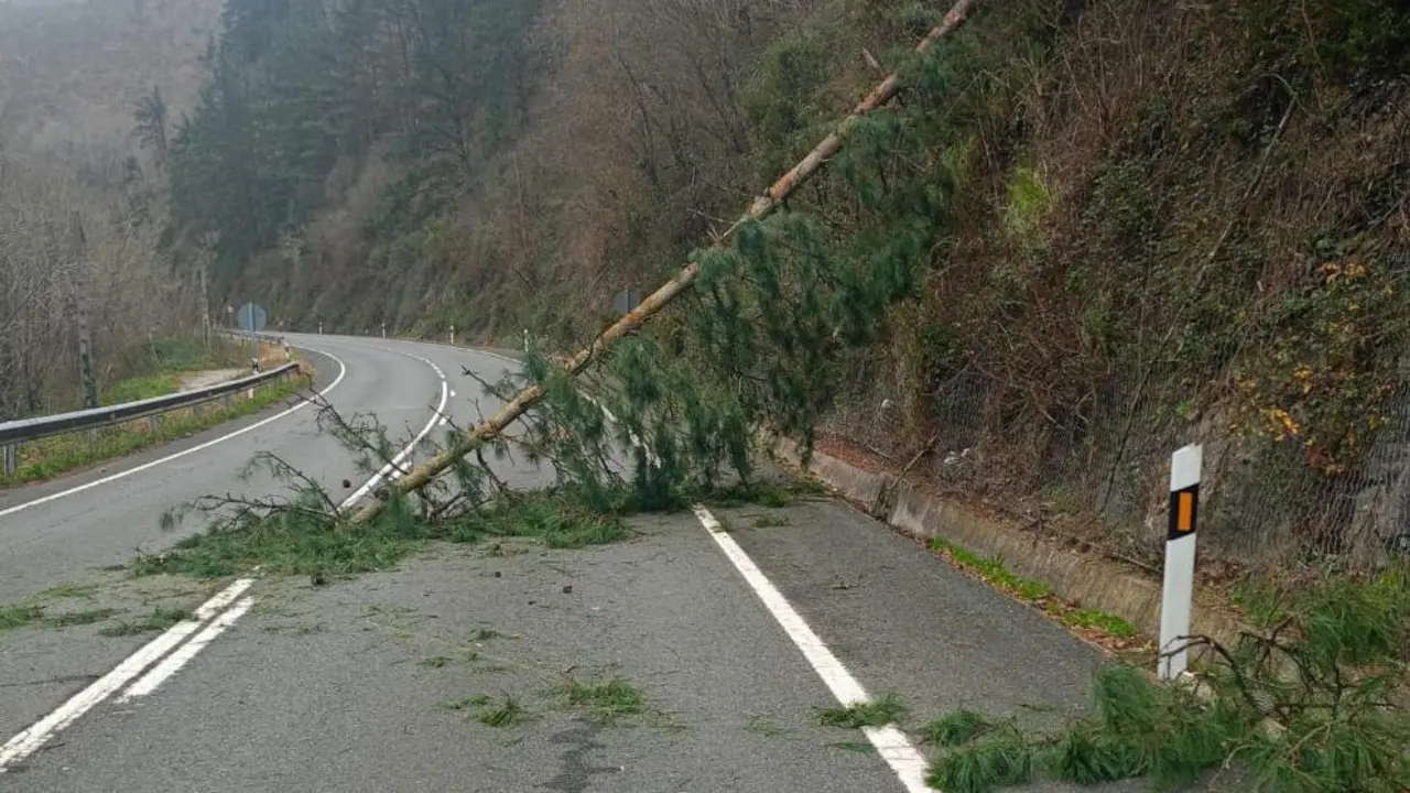 Árbol sobre una carretera por el fuerte viento en Cantabria