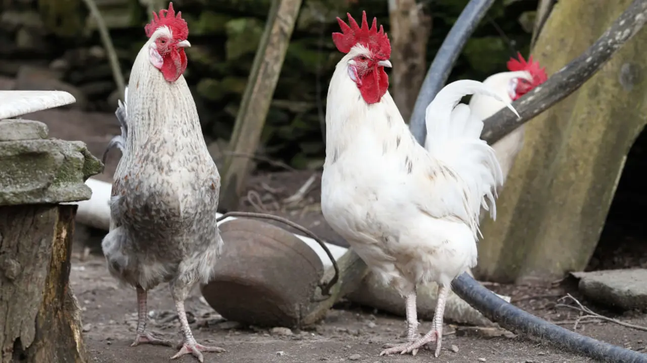 Tres gallos en un corral | Foto- Carlos Castro : Archivo