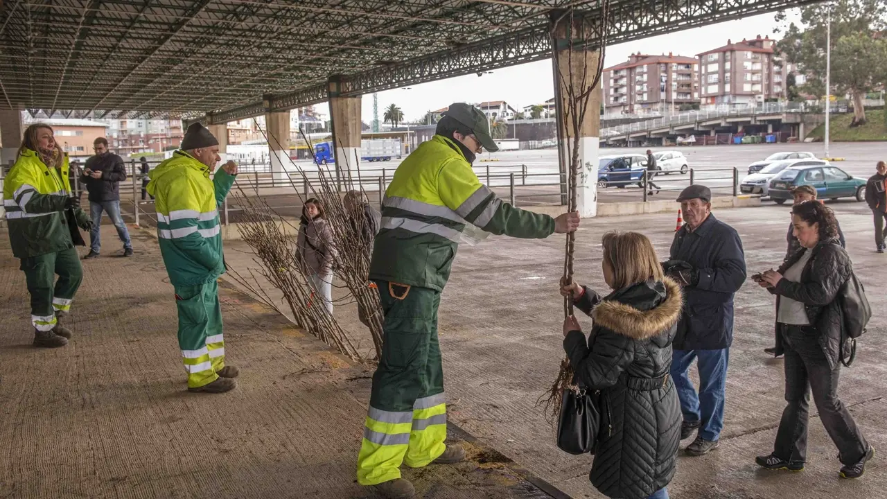 La campaña del árbol de Torrelavega finaliza con el reparto de más de 2.100 ejemplares